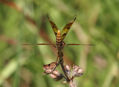 [A back view of female dragonfly perched on a light-colored weed head. Her body is nearly vertical with the tips of her hind end in front of two wings held upward with patches of brown and clear visible. The other two wings are perfectly parallel to the ground as she holds them horizontally in two perfect brown lines extending from her body.]